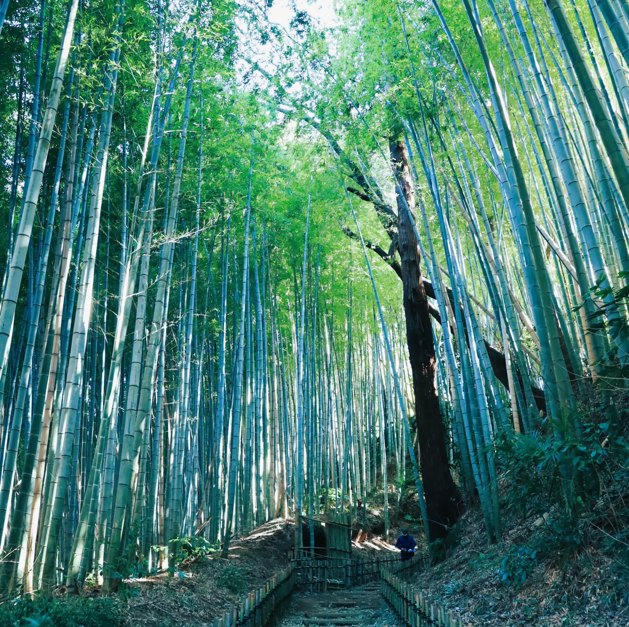 サムライの古径・ひよどり坂
