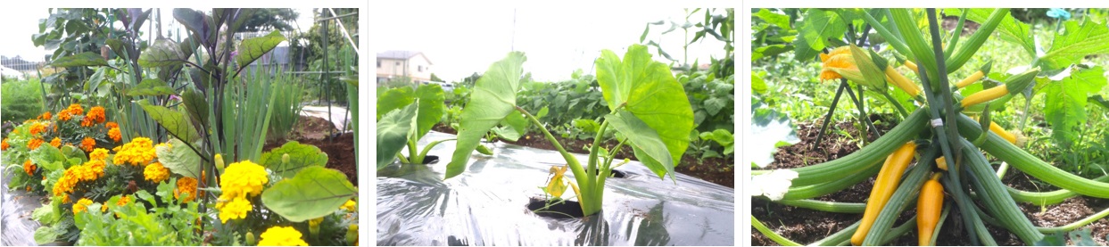 生谷農苑の野菜たち。コンパニオンプランツを植えたり、マルチを敷いたり、工夫されています。