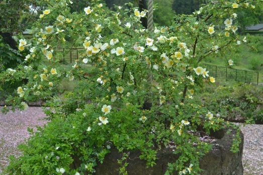 大きな石鉢の中に咲いている、薄い黄色の小さなバラの花の写真