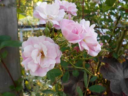 薄ピンク色のバラの花をアップで撮影した写真