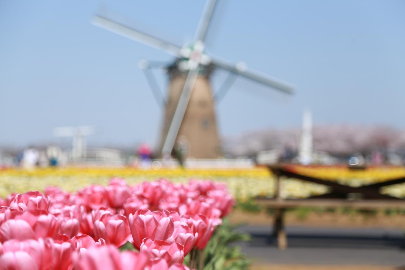 たくさんのピンク色のチューリップの奥に大きな風車が写っている写真