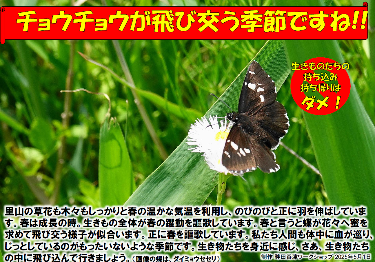 ダイミョウセセリの写真