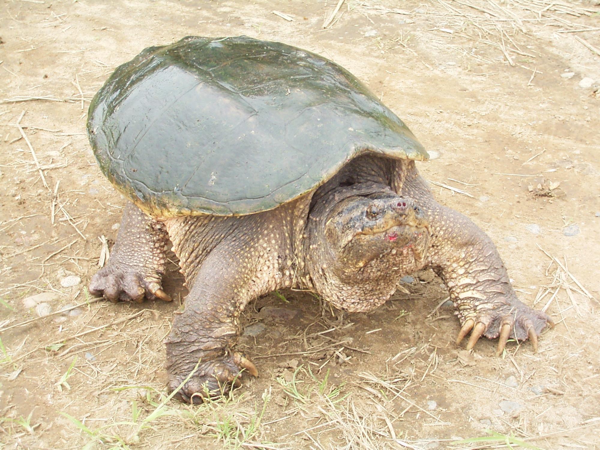 艶がある濃い緑色の甲羅で鋭い爪があるカミツキガメの写真