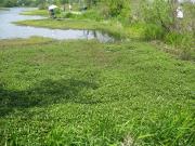 川辺に緑色の草が沢山生えている写真