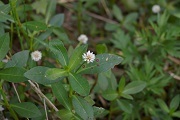 緑の葉っぱ、白い小さな花を咲かせているナガエツルノゲイトウの写真