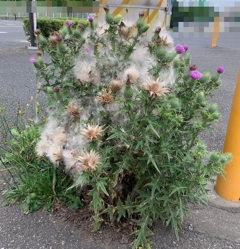 先端に紫色の花をつけたとげとげしいアメリカオニアザミの写真