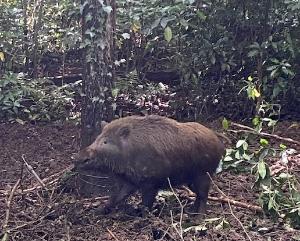 捕獲された成獣