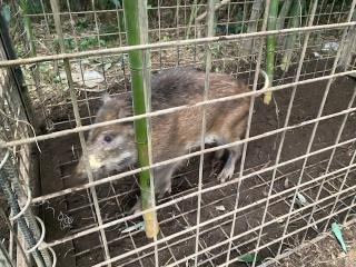 捕獲されたイノシシの幼獣