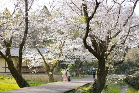 佐倉城址公園内の桜並木の道を歩きながら桜を眺めたり写真を撮るなどして楽しんでいる方々の写真