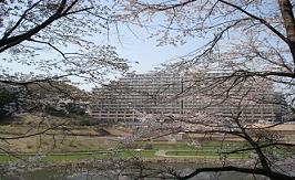 桜の花越しに見た、公園と奥のマンションを撮影した写真