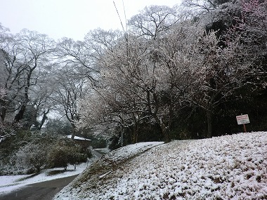 雪景色のなか梅の花が咲いている佐倉城址公園内の写真