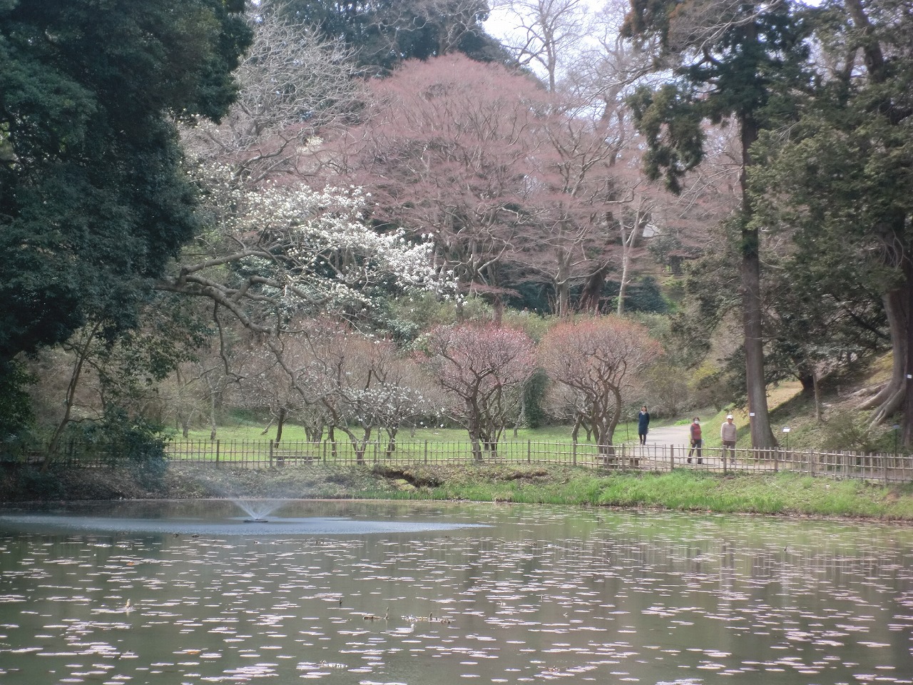 姥ケ池の周辺に薄いピンク色の花を咲かせた桜の木の写真