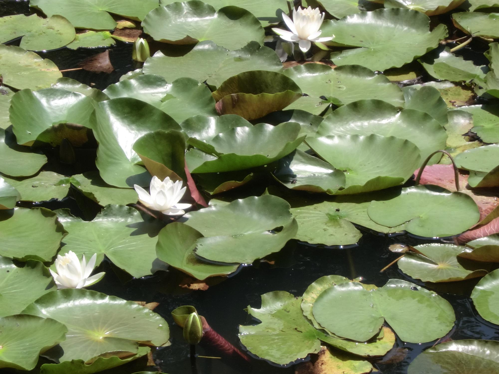 池に白色のスイレンの花が浮かんでいる写真