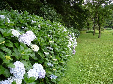 広場に薄青色の紫陽花が咲きほこっている写真