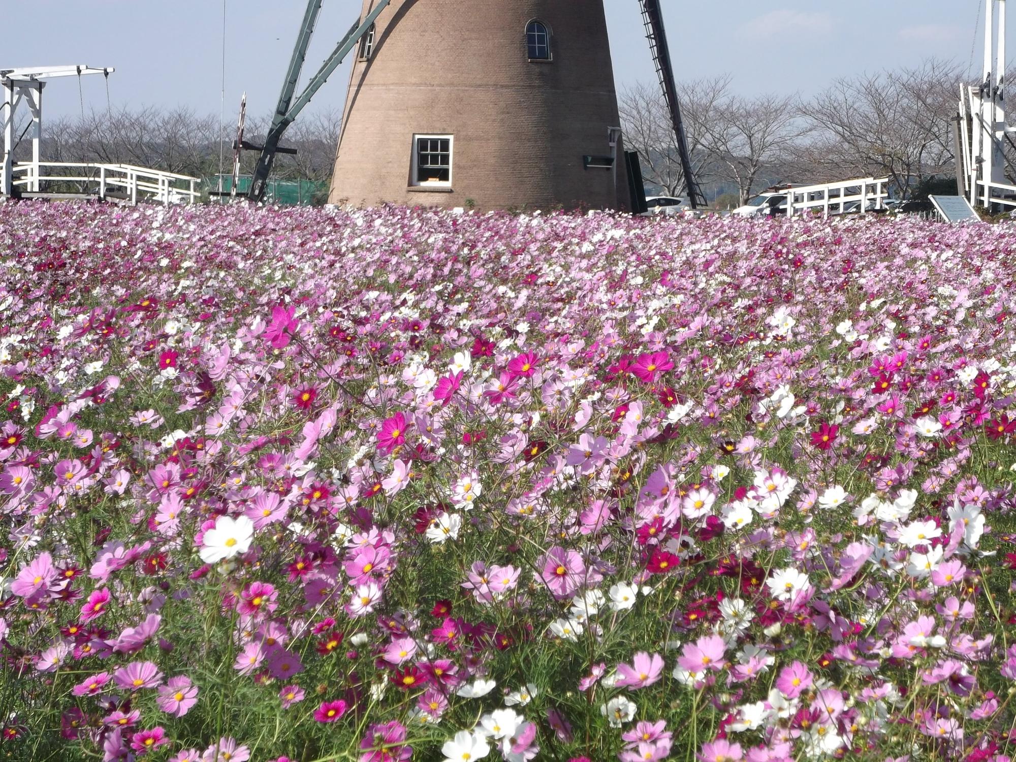 風車の周りに沢山の白やピンク色のコスモスの花が咲いているふるさと広場の写真