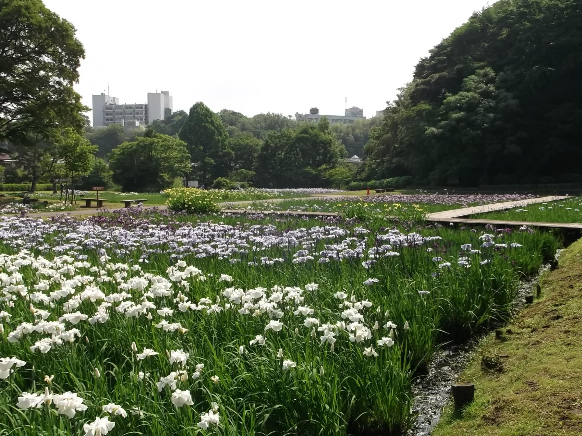 白や薄紫色のハナショウブの花が咲いている佐倉城址公園の写真