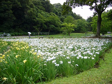 黄色と白色の花が咲いているハナショウブの花の写真