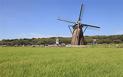 オランダ風車と田んぼ（7月頃）