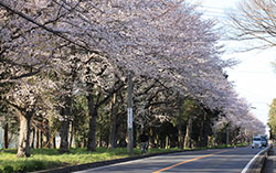 上志津ふれあいどおりの沿道の桜並木
