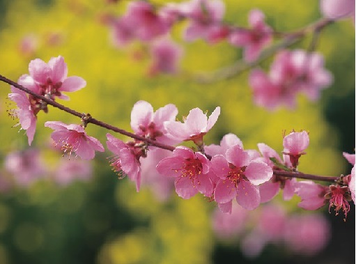 桜の花が沢山ついている桜の木の枝の写真