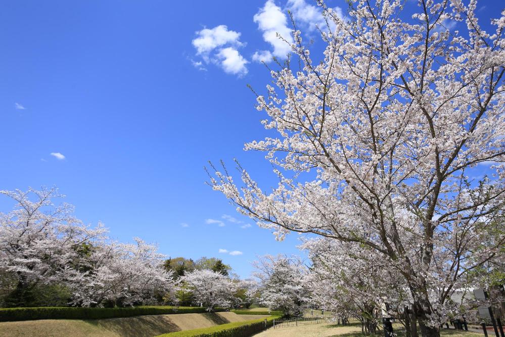 佐倉城址公園の桜