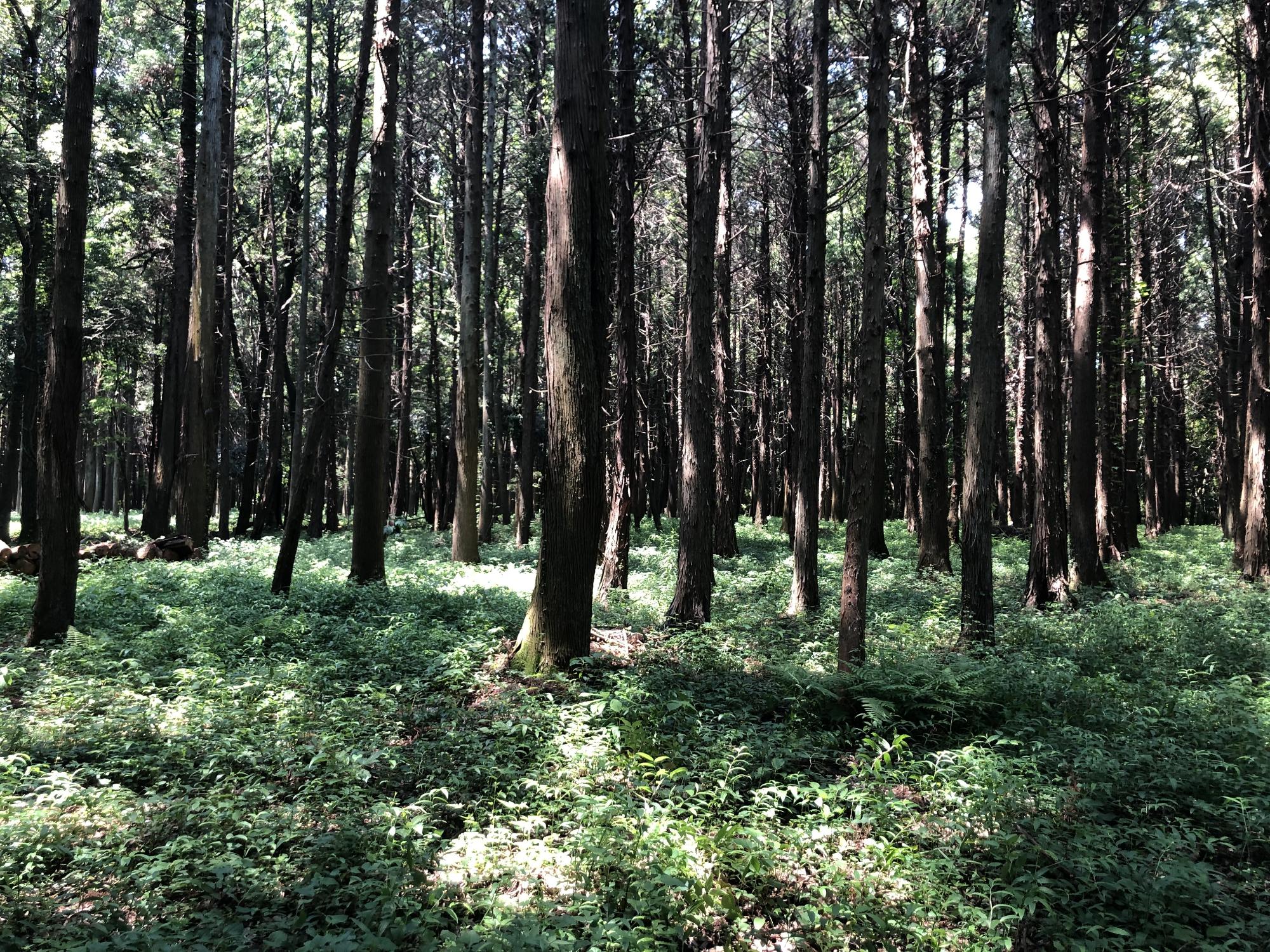 木々の生えている森が広がっている写真
