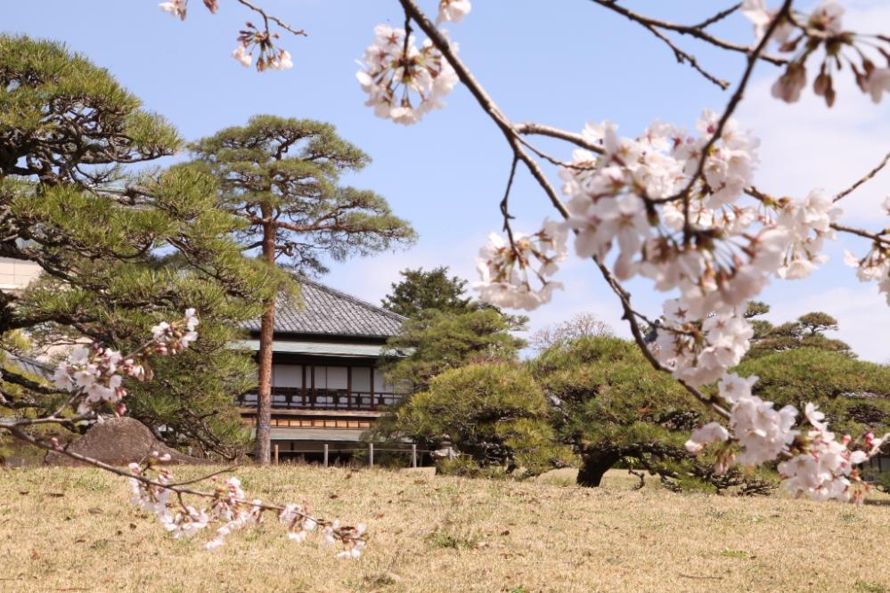 さくら庭園の桜