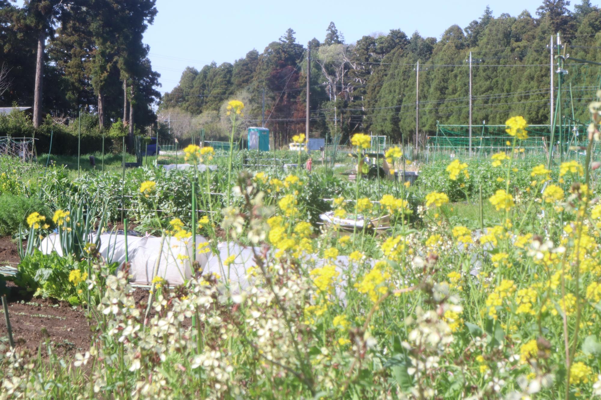 春になり、お花が一斉に開花しています。畑が華やかになる春です。