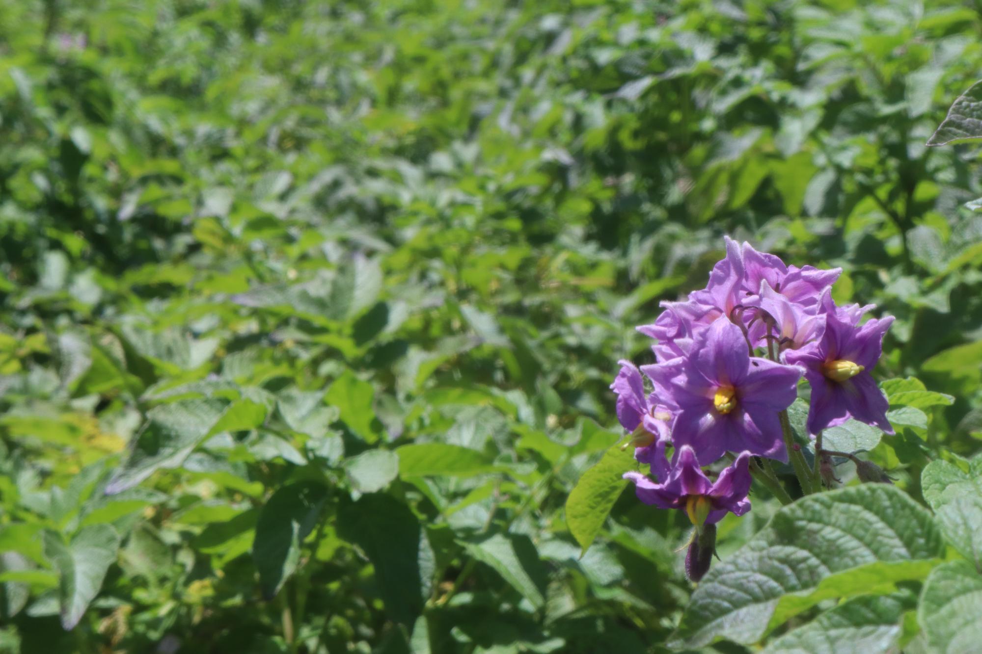 ジャガイモの花が咲いています。日当たりが良く、スクスクと育っています。