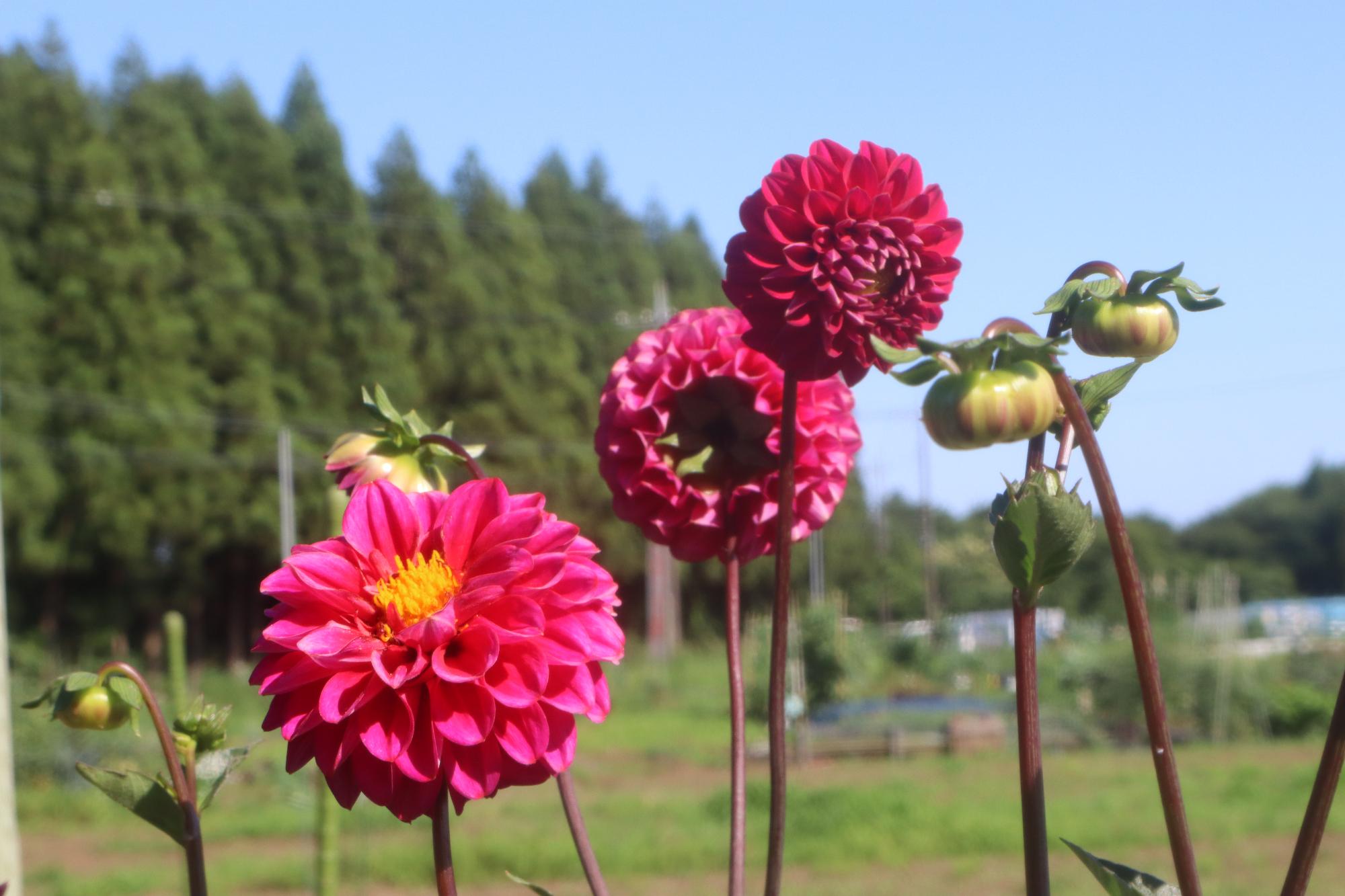 畑でお花を育てている方もいます。