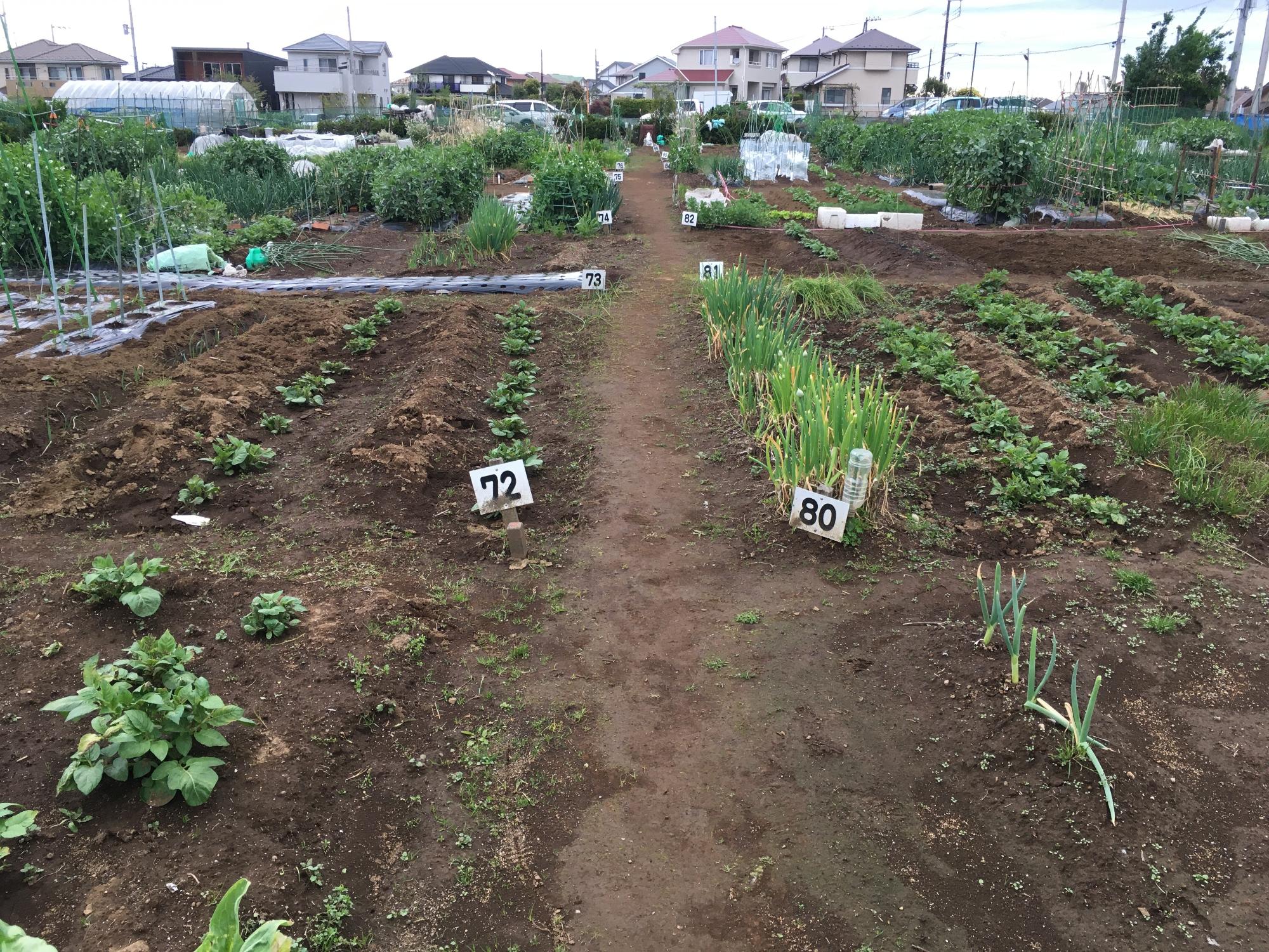 所々に野菜が植えられ、番号のついた札が立ててある生谷市民農園の写真