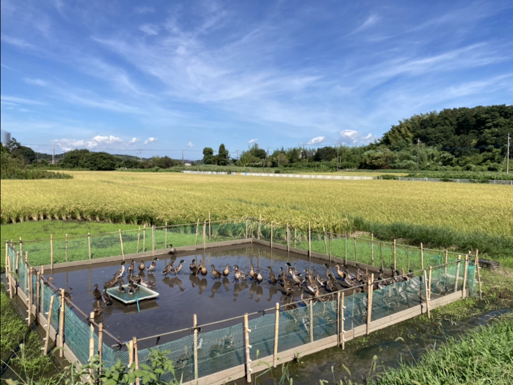 アイガモ農法の田んぼ