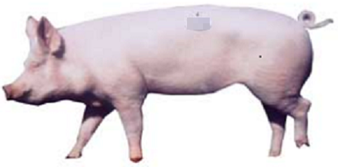 ピンク色の大きな豚