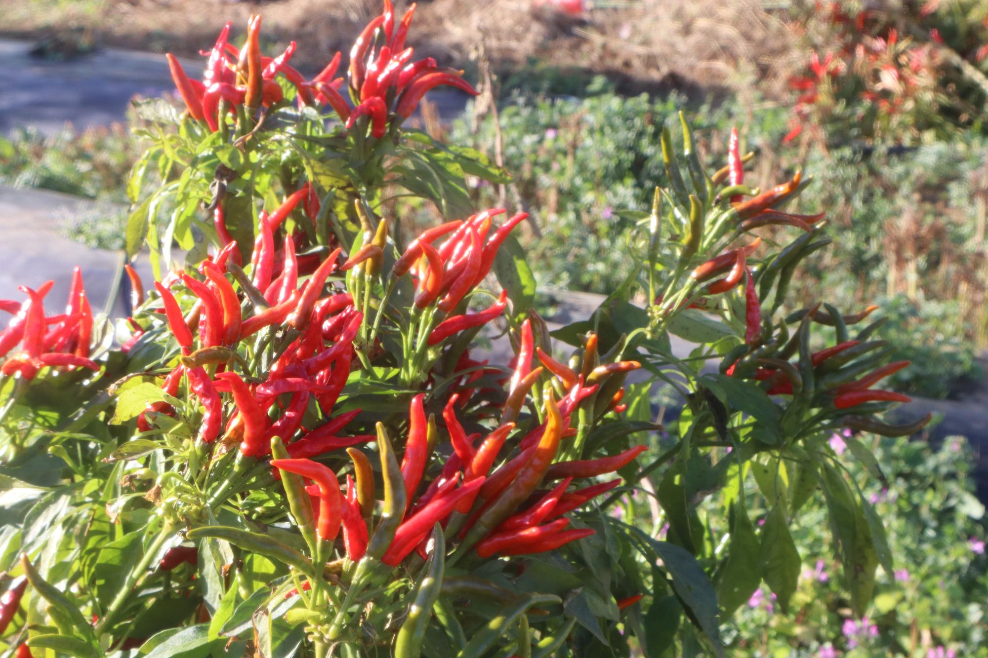 真っ赤に実る唐辛子。ツヤツヤとしています。