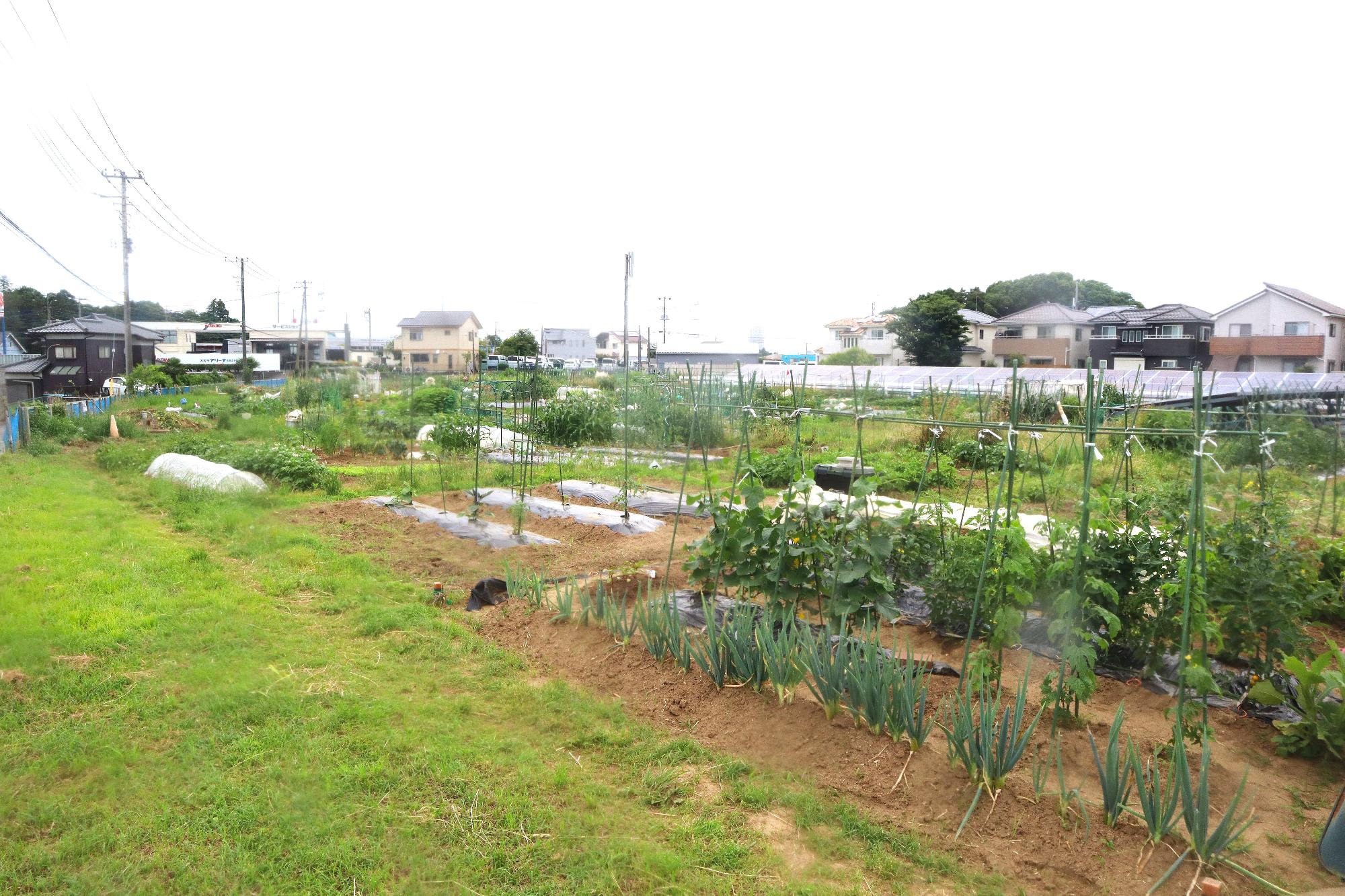 所々に野菜が植えられ、番号のついた札が立ててある生谷市民農園の写真