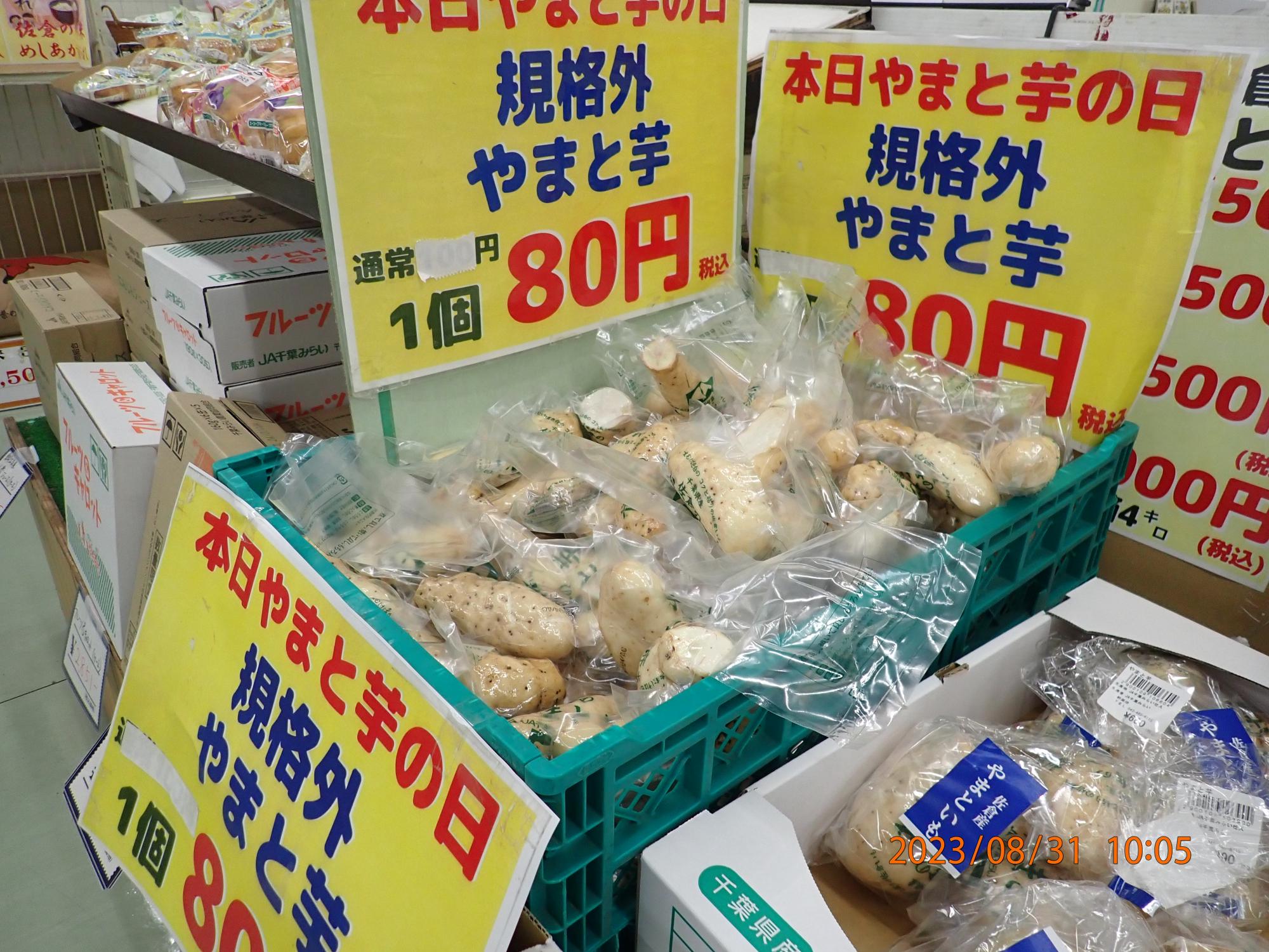 佐倉市特産のヤマトイモ