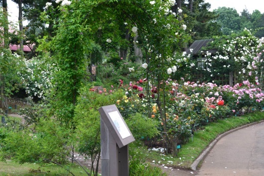 通路の左側にピンクや赤色のバラの花が咲き誇り、手前に白いバラのアーチがある鈴木省三コーナーの写真