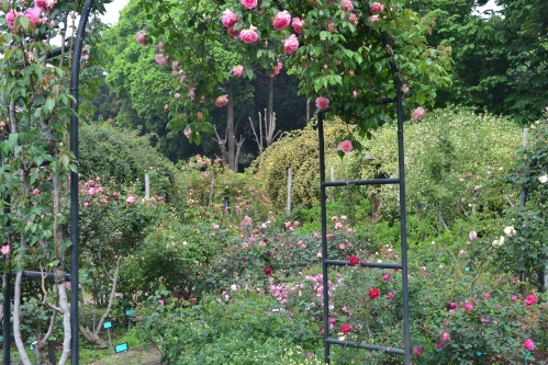 手前にピンク色のバラのアーチがあり、奥に赤色や白色などのバラの花が咲いている写真