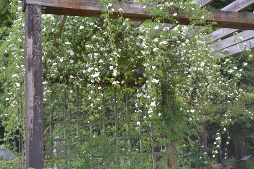 小さな白色のバラの花がパーゴラから吊り下げて生えている写真