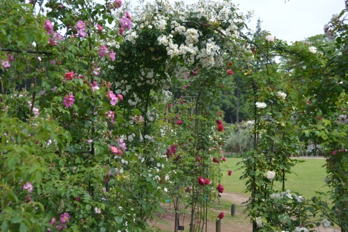 ピンク色や白色のバラの花がからまって咲いているバラのアーチの写真
