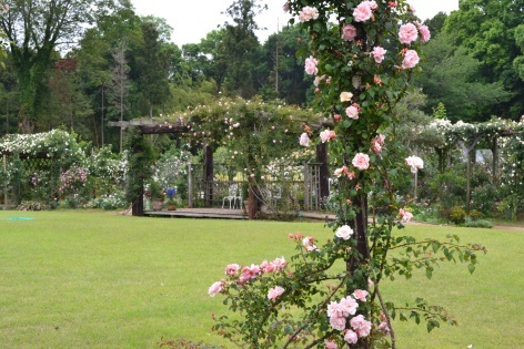 パーゴラにピンク色や白色のバラの花が絡まり、手前の高いポールに薄いピンク色のバラの花が絡まっている写真