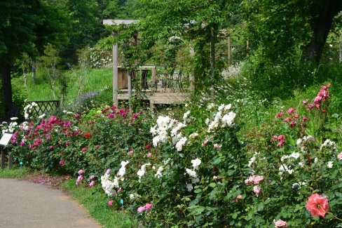 通路の右側に、白色や濃いピンク色などのバラの花が咲き誇っている写真