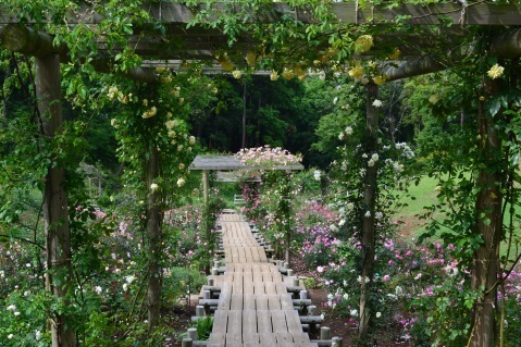 中央に下まで続く階段があり、黄色や白色、ピンク色のバラの花が階段を挟んで設置されたパーゴラに絡まって咲いている写真