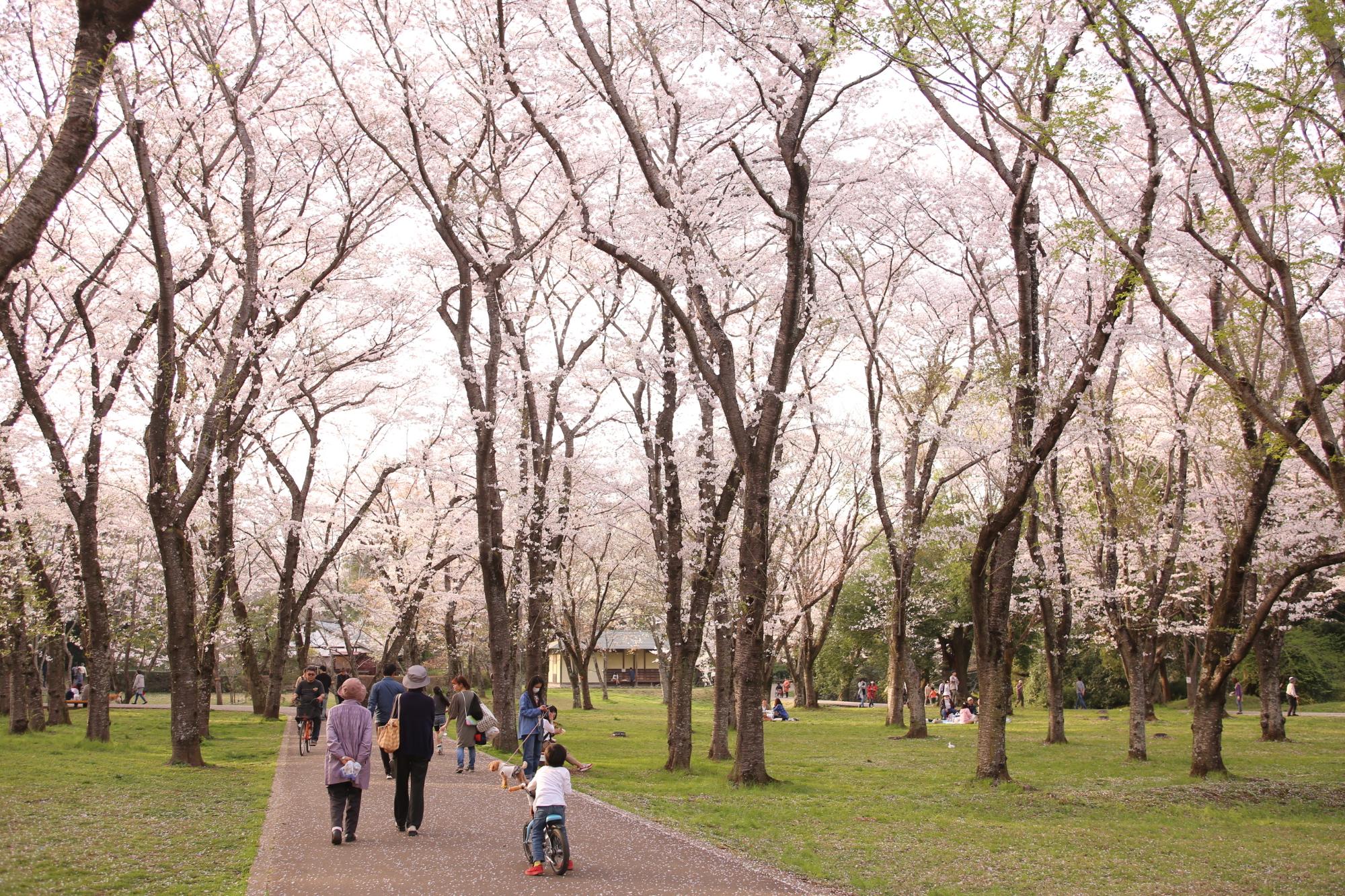 両サイドに沢山の満開の桜が咲いている様子を見に来ている方々の写真