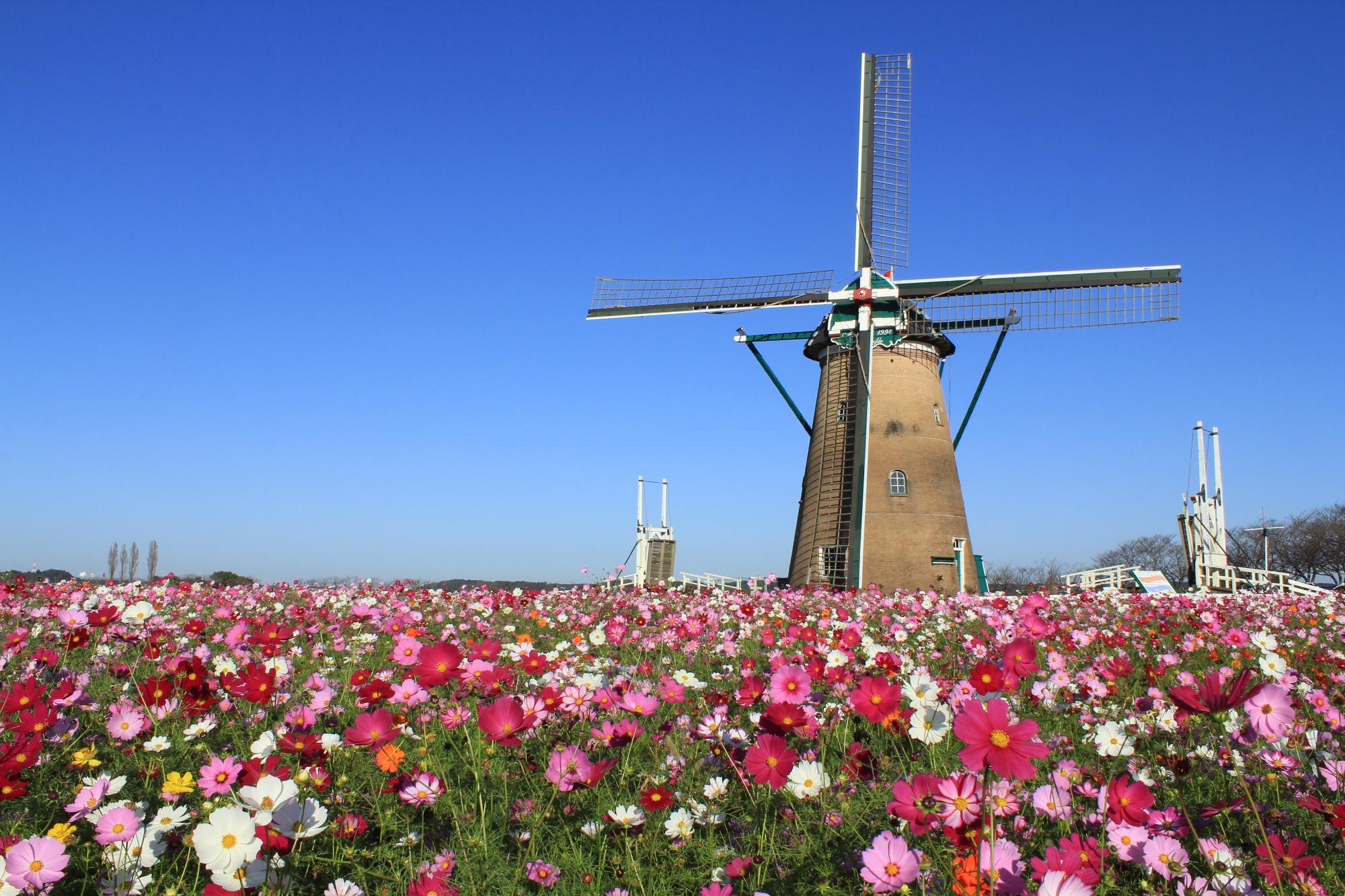 濃いピンクや薄いピンク・白色のコスモスが沢山咲き並んでいる奥に大きな風車か建っている写真