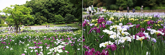 左：公園に木々の近くのたくさんの花菖蒲が咲いている写真。右：白や濃い紫色など色とりどり花菖蒲のアップの写真
