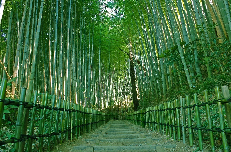 両側に青々と空高く伸びる竹に囲まれているひよどり坂の写真