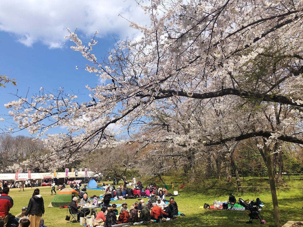 満開の桜の下で花見をしているたくさんの人が写っている写真