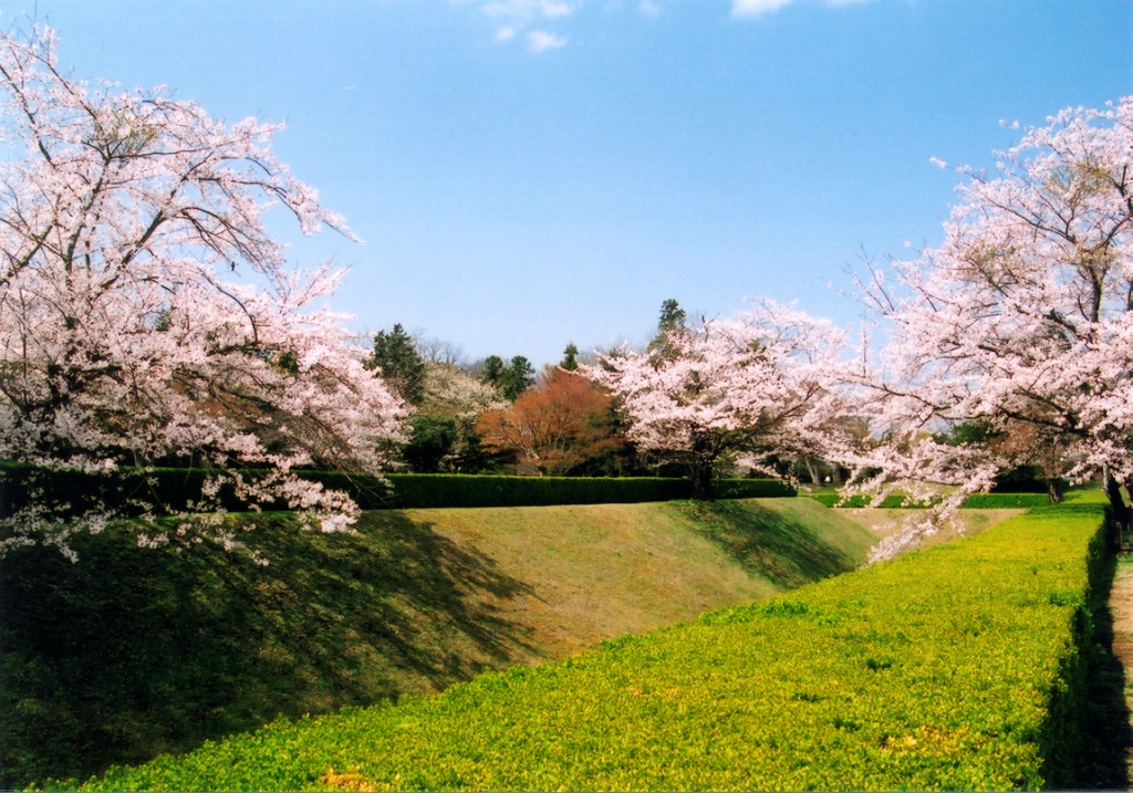 馬出し空堀にピンク色の満開の桜が咲いている写真