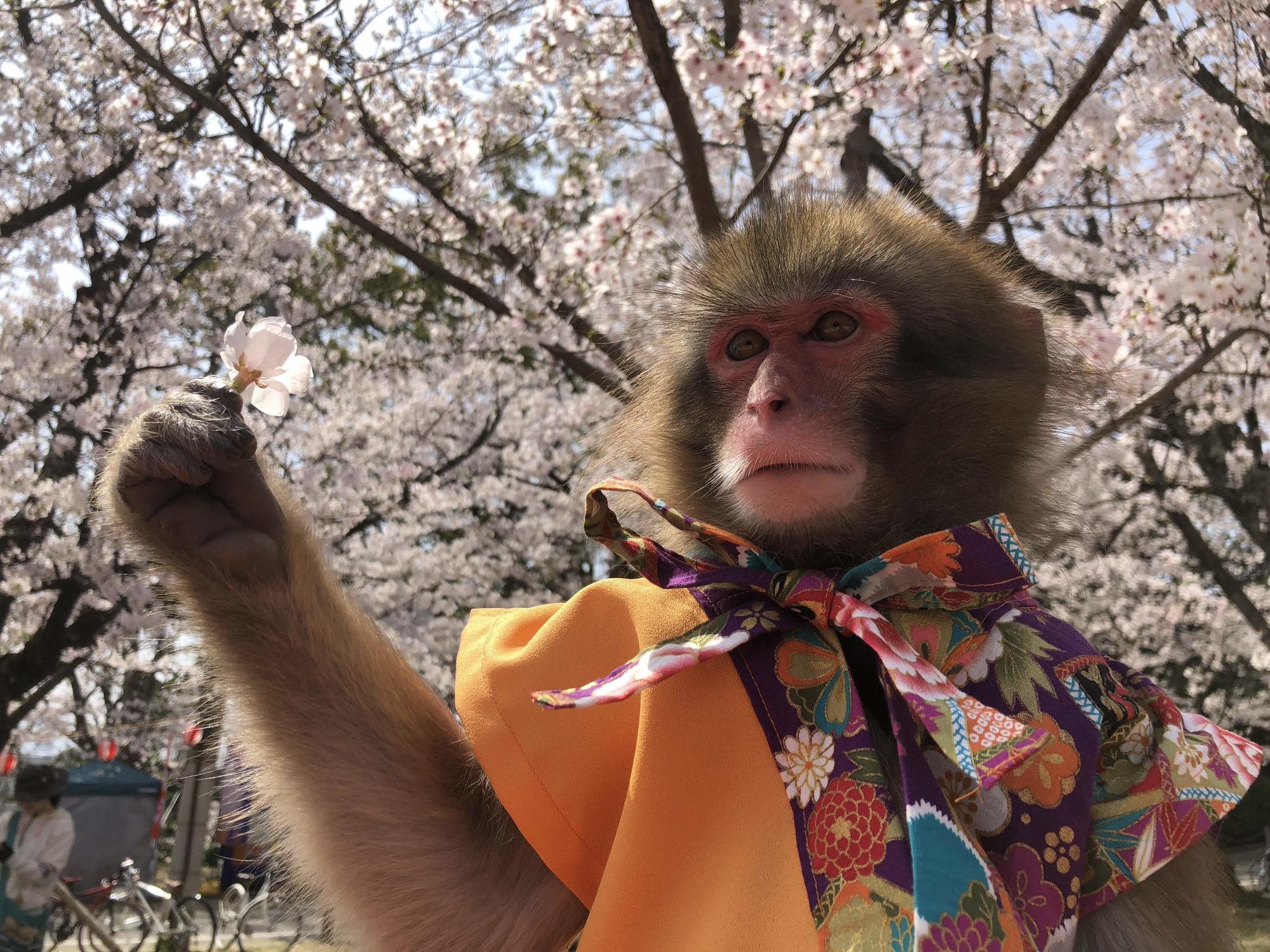 満開の桜をバックにオレンジ色のベストを着た猿が桜を手に持っている写真